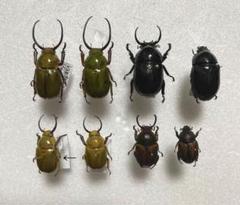 格安 クワガタコガネ 標本 まとめ売り - メルカリ