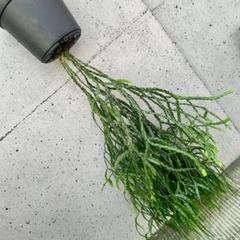 コブラーレッド 　フペルジア『Bai hop Dan』5番（大サイズ） 長さがあります！フペルジア『Bai hop Dan』5番 | Planet Plants