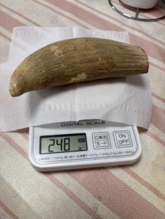 マッコウクジラ　歯　248g