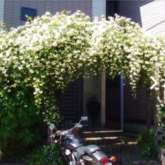 モッコウバラ 白の中古 未使用品を探そう メルカリ