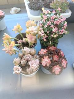 公式の店舗 多肉植物 ダイアナピンクラブリー 金枝の玉葉 お買い得セット その他多肉植物