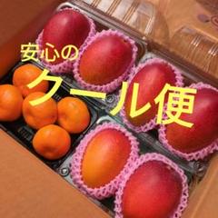 7/4○01 宮崎マンゴー○Lサイズ6玉○チルド発送○送料無料