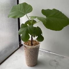 LSU Hollier Fig(LSUホーリエ イチジク)の特徴・味・耐寒性