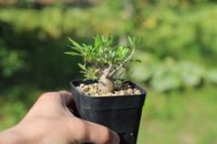 ま*坊様 実生フォークイエリア　ファシクラータ　 fasciculata　選抜株 フォークイエリア ファシクラータ | STELLA.PLANTS