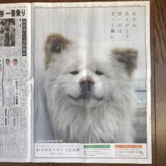 ブサカワ犬の中古 未使用品 メルカリ