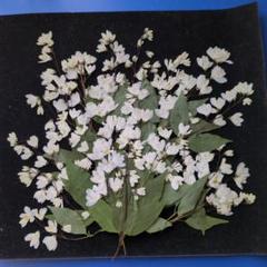 押し花素材 白い花と緑の葉 姫ウツギ