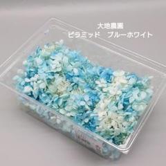 no.24916 ピラミッドあじさい ブルーホワイト 新品 大地農園 - メルカリ no.24916 ピラミッドあじさい ブルーホワイト 新品 大地農園 - メルカリ