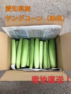 ヤングコーン 2kg 30本ぐらい