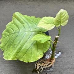 可愛らしいまがり ウンベラータ 葉付きが良くわさわさ 新芽たくさん m22952797697_1.jpg?1748653696