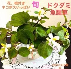 2025年最新】薬草ガーデン講座の人気アイテム - メルカリ