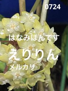 0724＊ホヤ ＊ Hoya ＊ メレディティー ＊meredithii hoya meredithii.jpg