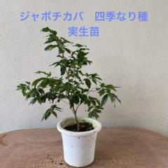 四季なりジャボチカバ　盆栽作りたい方向き 四季なりジャボチカバ 盆栽作りたい方向き （初めての盆栽｜盆栽