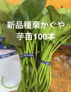2025年最新】さつまいも 苗 100本の人気アイテム - メルカリ