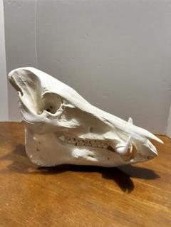 イノシシ頭骨 約37cm 本物 標本