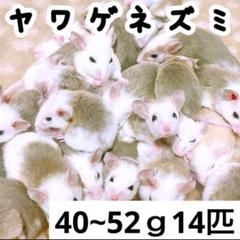 2025年最新】ヤワゲネズミの人気アイテム - メルカリ