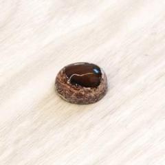 メキシコ カンテラオパール ルース
