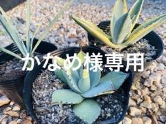 ドライガーデンセット❣️ 楽天市場】 お庭別ガーデンセット > ロック・ドライガーデン