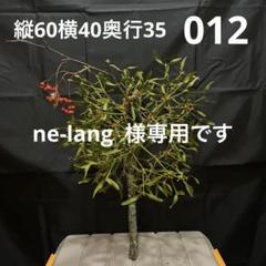 ヤドリギno.48 　親木付き 親樹木付きヤドリギ‼️お客様ご注文品♪