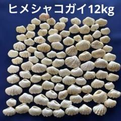 シャコガイ（ヒメシャコガイ）まとめ売り　約12、6kg
