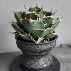陶器植木鉢 作家鉢 ハンドメイド 塊根植物 アガべ XXLサイズ A-475
