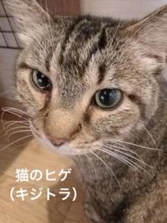 ネコヒゲ10本セット