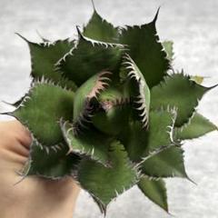 多肉植物 アガベ チタノタ ホリダ 極上株 スーパーコンパクト
