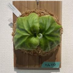 2025年最新】ビカクシダ 胞子の人気アイテム - メルカリ