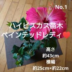 No.1【沖縄から♪】ハイビスカス(ペインテッドレディ)苗木♥️43