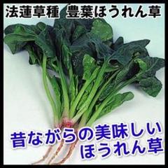 豊葉ほうれん草60粒【固定種】春まき固定種の定番!秋まきも可能!