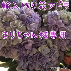メルカリ 輸入アジサイ 切り花 バラやアジサイのお庭に カット苗や挿し木にも 植物 観葉植物 15 000 中古や未使用のフリマ