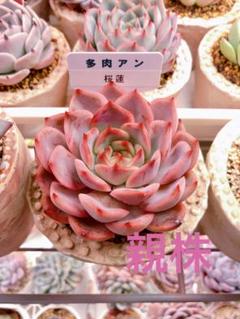 古澤蓮様」 切り花品種バラ苗Pink'n Pret♡ Rose