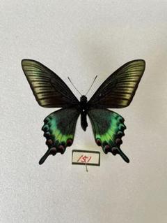 北海道産ミヤマカラスアゲハ春型未展示 Amazon.co.jp: 蝶標本 極美麗 青紫系ミヤマカラスアゲハ春型