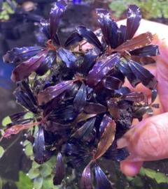 水草 Bucephalandra sp. Brownieghost2011-2012 Bucephalandra sp. 