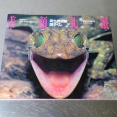内山りゅう『美顔礼賛 両生爬虫類顔づくし』 両生爬虫類写真集