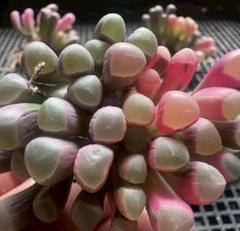 大*様 多肉植物　五十鈴玉錦　最上級斑入り　　鮮明錦 ✽ロパロフィラ《五十鈴玉》錦 背丈が低くてぽっちゃり型に