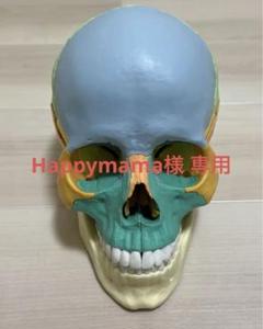 Happymama　  ERLER ZIMMER社　頭蓋模型２２分割 楽天市場】Erler Zimmer (エルラージマー) 22分割 頭蓋骨 模型