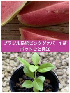 グァバ ピンクグアバ 実生3年生苗木 熱帯果樹 観葉植物 全高