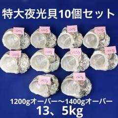 夜光貝 ヤコウ貝 まとめ売り 16個 18kg アクセサリー ルアー