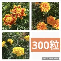 マリーゴールドQ90＋6 カレンデュラ/マリーゴールド MARIGOLD | Herb | 兵庫県神戸市の