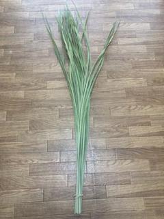 真菰の葉30本(約130センチ)のサムネイル