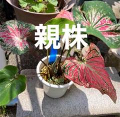 カラジウム　カラジューム　ピンク　シンフォニー　大株　ソルソ　グリーン　レア植物 カラジウム ピンクシンフォニー – 武農園