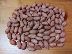 ◆ おおまさり ではない ジャンボ落花生　種　300粒　千葉県産 ◆ 送料込み ◇ おおまさり ではない ジャンボ落花生 種 300粒 千葉県産