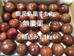 ①鹿児島県産すもも(農薬不使用) 箱込み約10キロ 鹿児島産 すもも 10kg 果物