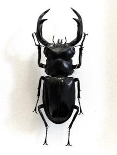 【野外標本】77.5mmウエストウッディカズミアエ　展足済み　ミャンマー産 m23683568863_1.jpg?1717915733
