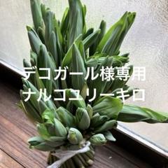 新潟県産　山菜オオナルコユリ　1kg (クロネコヤマト)★常温 新潟県産山菜オオナルコユリ1kg (クロネコヤマト)☆常温