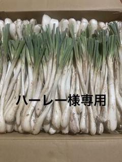 伊江島産★島らっきょう　3キロ 伊江島産 島らっきょう3キロ 農家直送