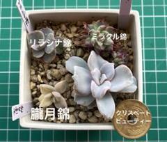 2025年最新】リラシナ錦の人気アイテム - メルカリ