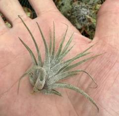 Tillandsia Hedgehog 速達発送 Tillandsia Hedgehog 速達発送 - メルカリ