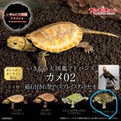 Amazon.co.jp: いきもの大図鑑 かめ02 全5種コンプセット : おもちゃ