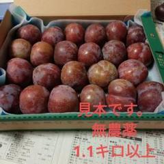 鹿児島県産　いぐりすもも　約5キロ　b Amazon.co.jp: 鹿児島県産 プラム いぐり すもも 5kg 加工用